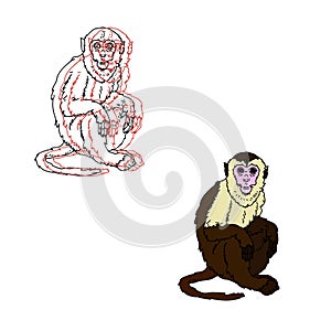 Capuchin monkey on a white background