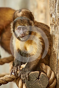 Capuchin monkey