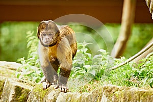 Capuchin monkey