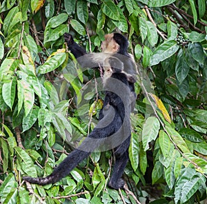 Capuchin Monkey With a Young One