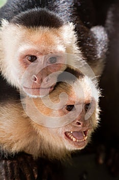 Capuchin monkey with youngster on her back photo