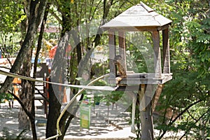 Capuchin monkey in a zoo