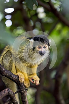 Capuchin monkey in zoo. Monkey sitting on tree.