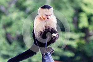 Capuchin Monkeys Eating Fruit in a Tree Parador Resort and Spa Manuel Antonio