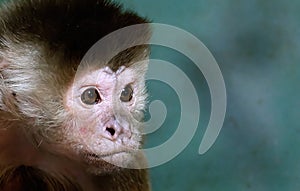 The capuchin monkeys are New World monkeys of the subfamily Cebinae.