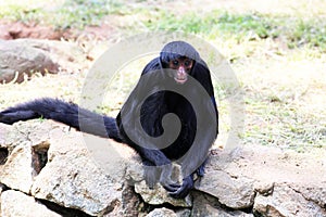 Capuchin Red Face at the lakeside