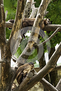 Capuchin sleeping on a tree branch