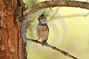 capuchin tit in the forest