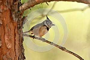 Capuchin tit in the forest