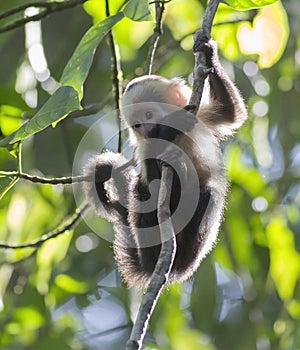 Capuchin White Faced Monkey