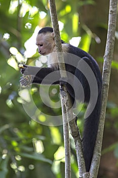 Capuchin White Faced Monkey