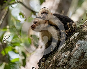 Capuchin White Faced Monkey Portrait
