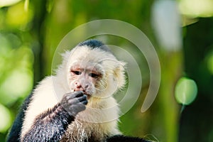 Capuchin with white head fur