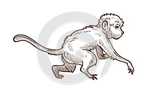 Capuchin wild animal isolated sketch, Asian monkey