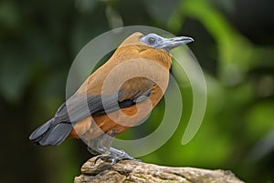 Capuchinbird - Perissocephalus tricolor