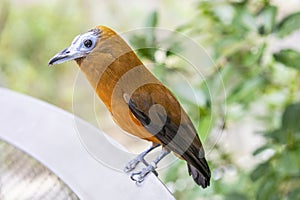 The capuchinbird (Perissocephalus tricolor)