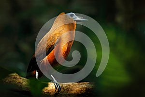 Capuchinbird, Perissocephalus tricolor,  large passerine bird of the family Cotingidae. Wild calfbird in the nature tropic forest