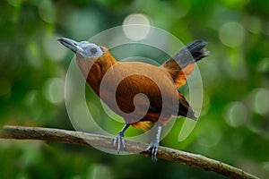 Capuchinbird, Perissocephalus tricolor,  large passerine bird of the family Cotingidae. Wild calfbird in the nature tropic forest photo