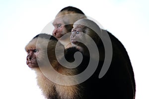 Capuchine monkeys family photo