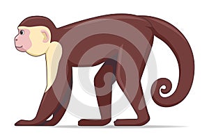 Capucin monkey animal on a white background photo