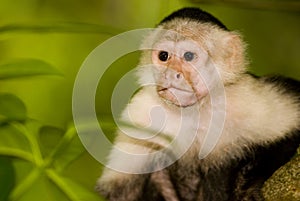 Capucin monkey in the wild photo