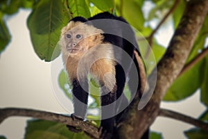Capucin monkeys in Manuel Antonio National Park, Costa Rica, Central America