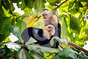 A pair of Capucin monkeys in Manuel Antonio National Park, Costa Rica photo