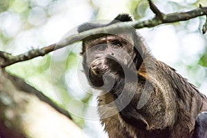 Capuciner Ape is sitting on a tree in the jungle