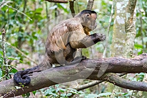 Capuciner Ape is sitting on a tree in the jungle