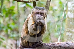 Capuciner Ape is sitting on a tree in the jungle