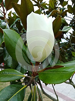 Capullo de magnolia photo
