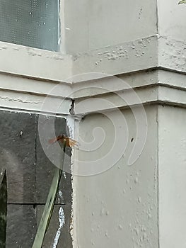 Capung on a top of a leaf