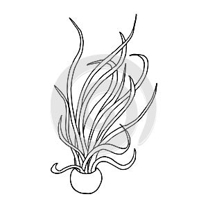 Caput Medusae plant in a pot. Line art doodle sketch. Black outline on white background. Vector illustration photo