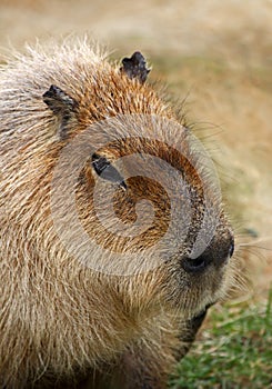 Capybara