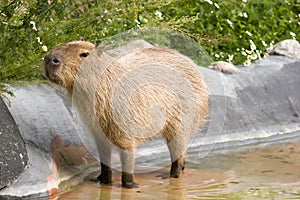 Capybara