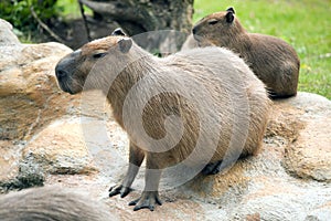 Capybara photo