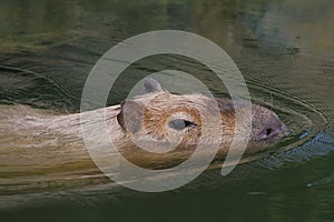 Capybara photo