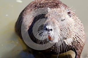 Capybara