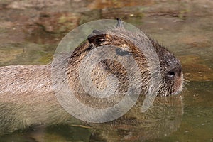 Capybara