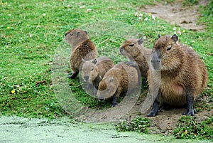 Capybara photo