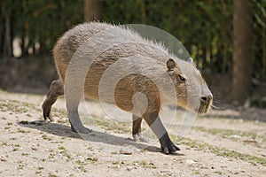 Capybara