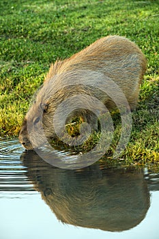 Capybara