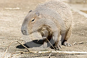 Capybara