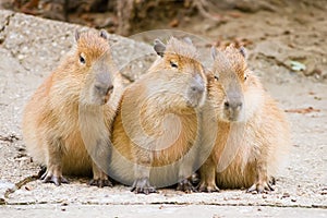 Capybara photo