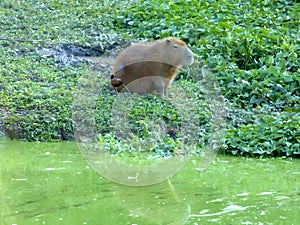 Capybara alone beside a river in the Pantanal of Mato Grosso do Sul, Brazil.