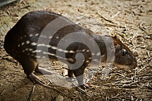 Capybara in Amazon rainforest, Ecuador