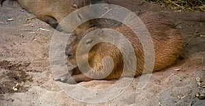 Capybara animal in Montreal Biodome photo