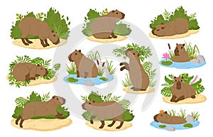 Capybara animals. Cartoon semi-aquatic wild animals, cute herbivore mammals in natural habitat flat vector illustration set. South