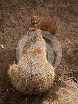 Capybara And Baby