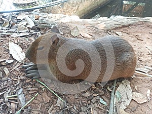 A capybara baby is resting on the ground.